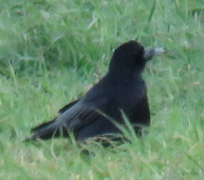 f0159390_1014147.jpg