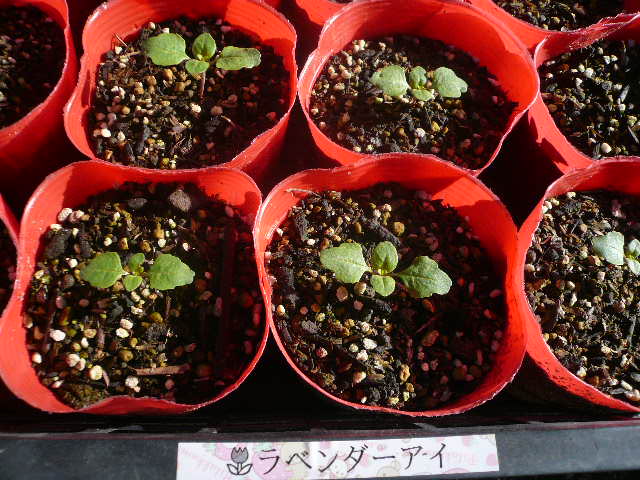 e0026017_2158736.jpg