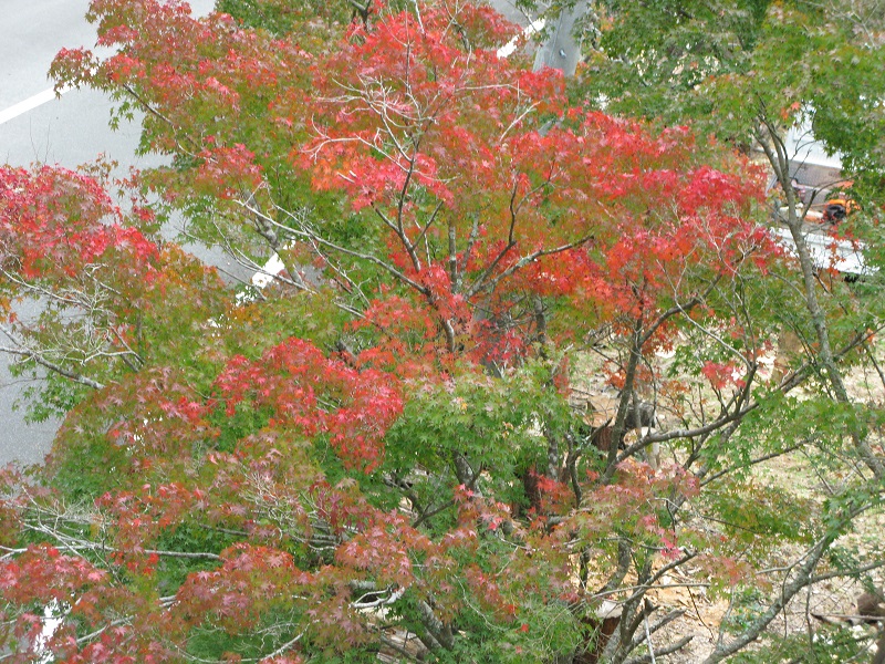 a0052762_16273553.jpg