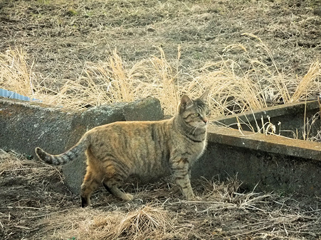 a0320564_20513125.jpg