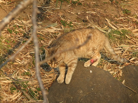 a0320564_21043032.jpg