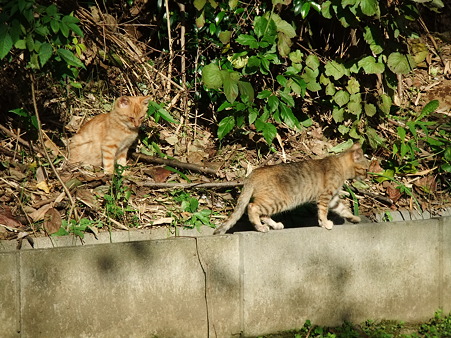 a0320564_21043098.jpg