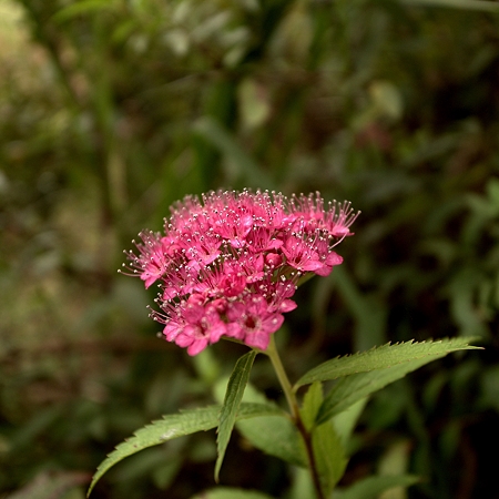 a0320564_21062043.jpg