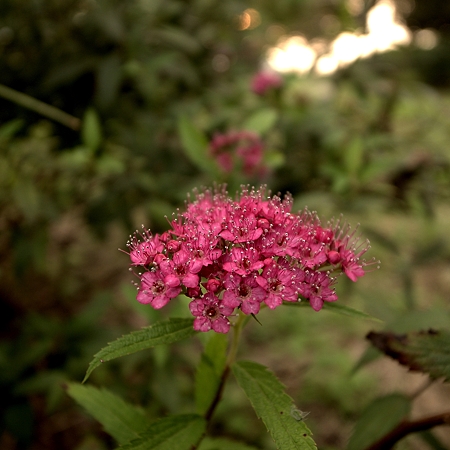 a0320564_21062085.jpg