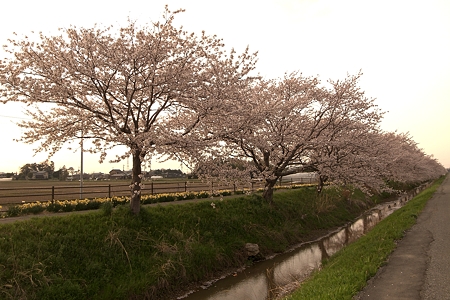 a0320564_21075847.jpg