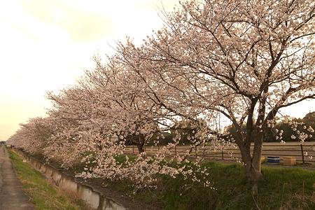 a0320564_21075966.jpg