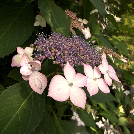 a0320564_21083804.jpg