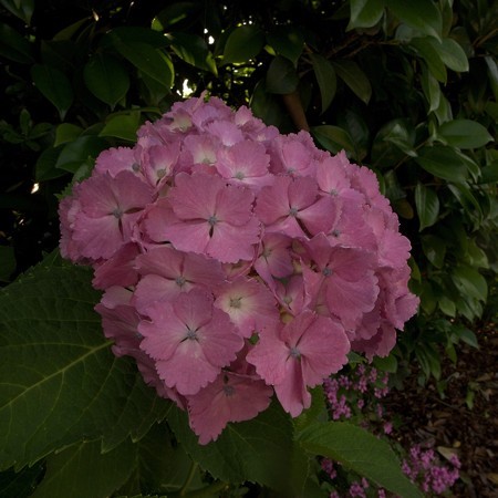 a0320564_21083919.jpg
