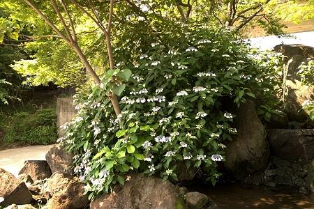 a0320564_21083956.jpg