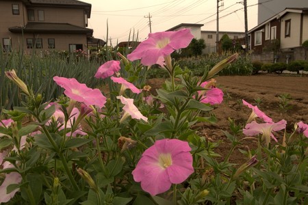a0320564_21084014.jpg