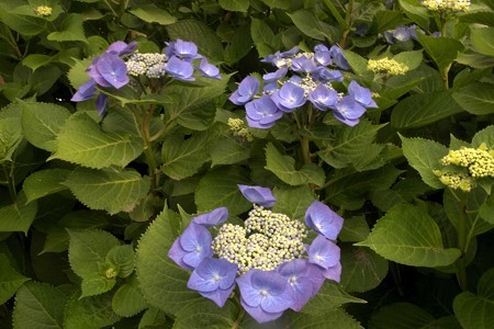 a0320564_21084101.jpg
