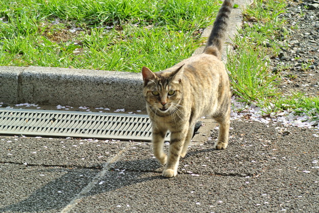 a0320564_21134530.jpg