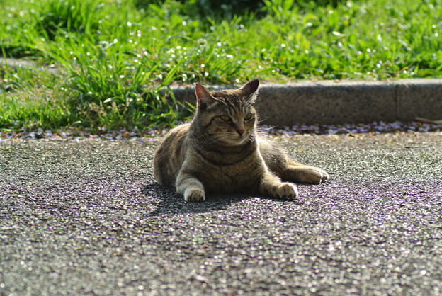 a0320564_21134694.jpg