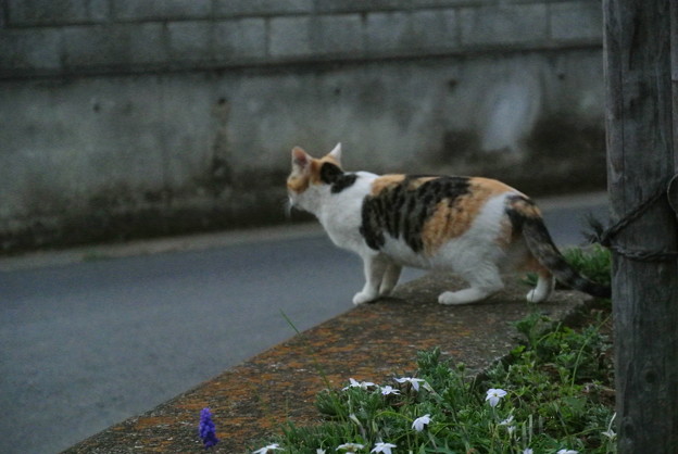 a0320564_21134957.jpg