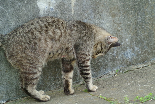 a0320564_21135009.jpg