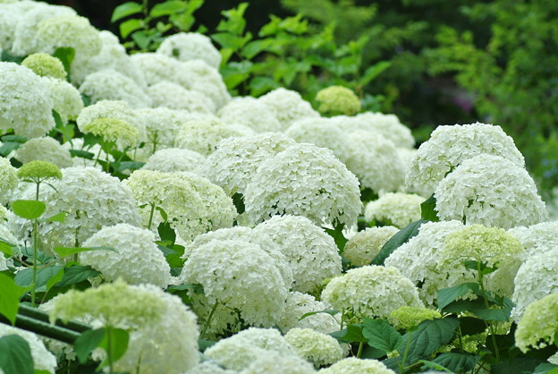 a0320564_21141914.jpg