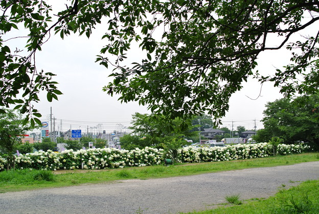 a0320564_21141969.jpg