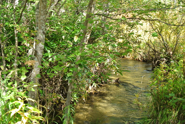 a0320564_21152664.jpg