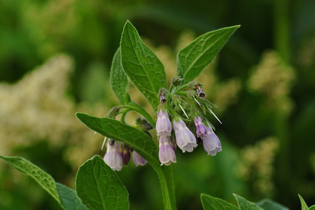 a0320564_21175083.jpg
