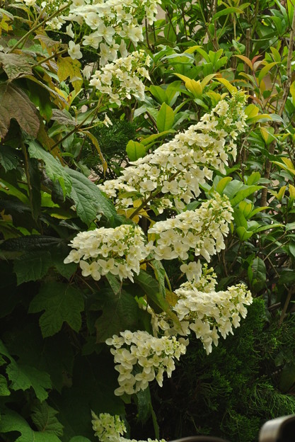 a0320564_21175101.jpg