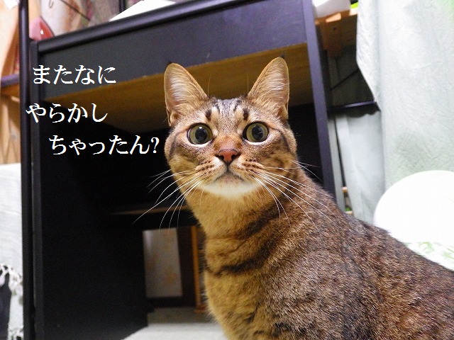 a0159490_1573775.jpg