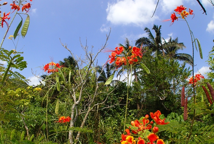 a0277496_9235072.jpg