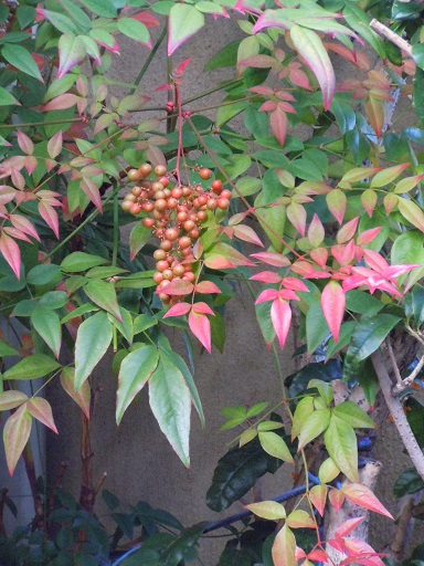 c0101913_16123153.jpg