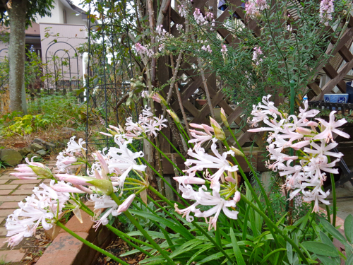 f0060535_1730451.jpg