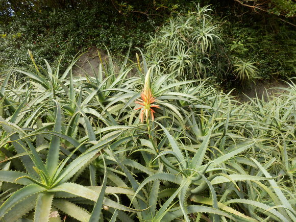 e0292172_2054388.jpg