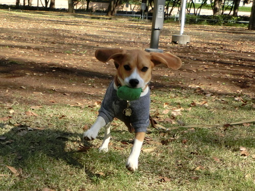 a0319693_15574196.jpg