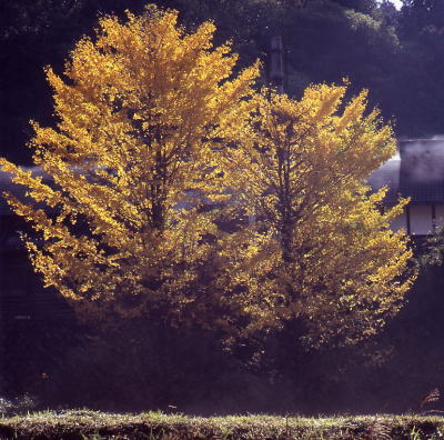 b0199226_2282520.jpg