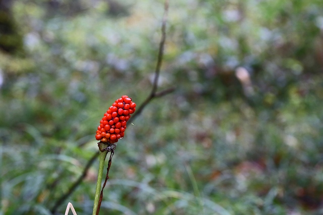 a0242438_18371550.jpg