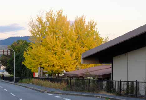 a0100742_8525857.jpg