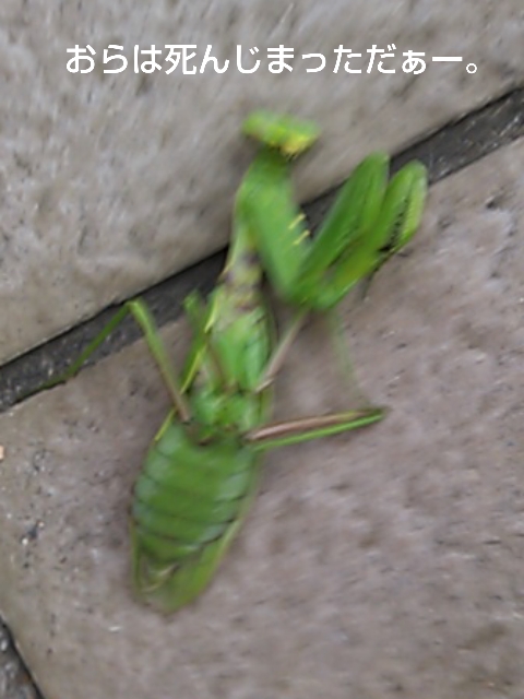 e0121548_142149.jpg