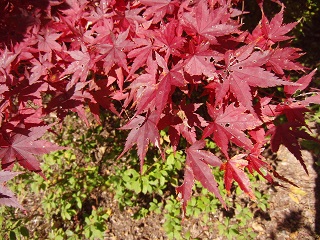 e0187064_18193119.jpg
