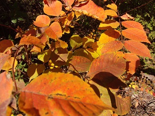 e0187064_1820128.jpg