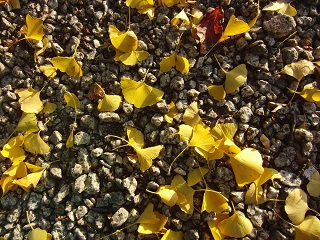 e0187064_18412671.jpg