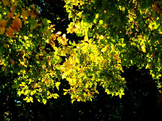 c0122670_16144580.jpg