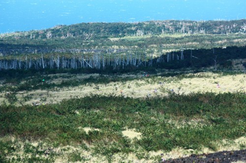c0204385_17455699.jpg