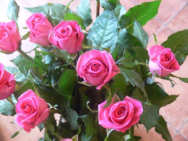 e0140986_1151760.jpg