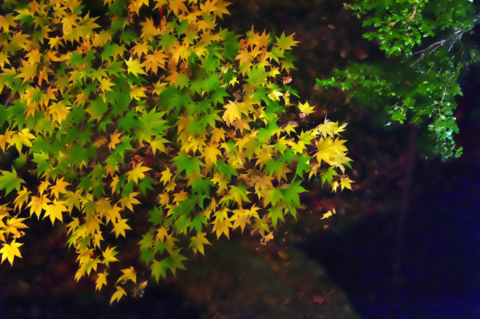 a0263109_1301579.jpg