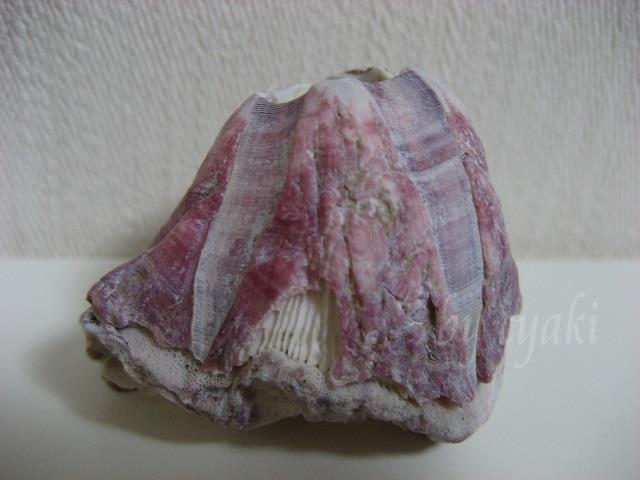 a0078020_16165047.jpg
