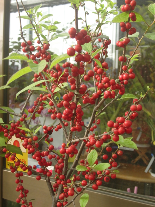f0329849_10145741.jpg