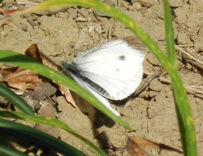 e0172950_19273622.jpg