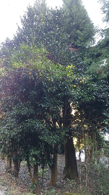 f0067354_4392419.jpg
