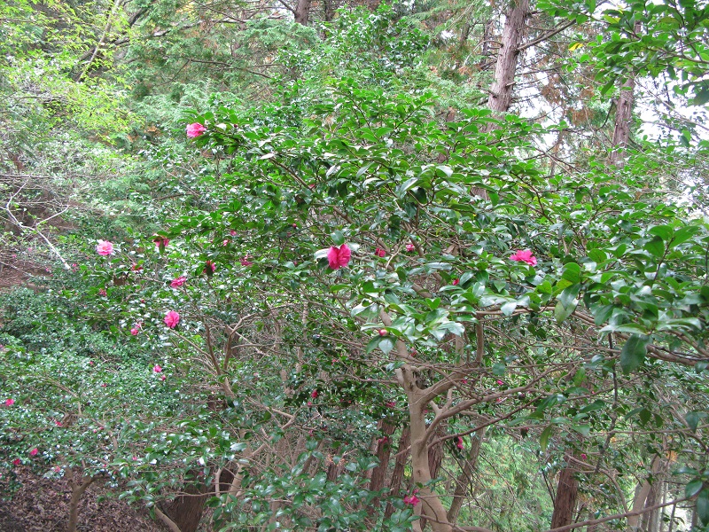 a0052762_6391649.jpg