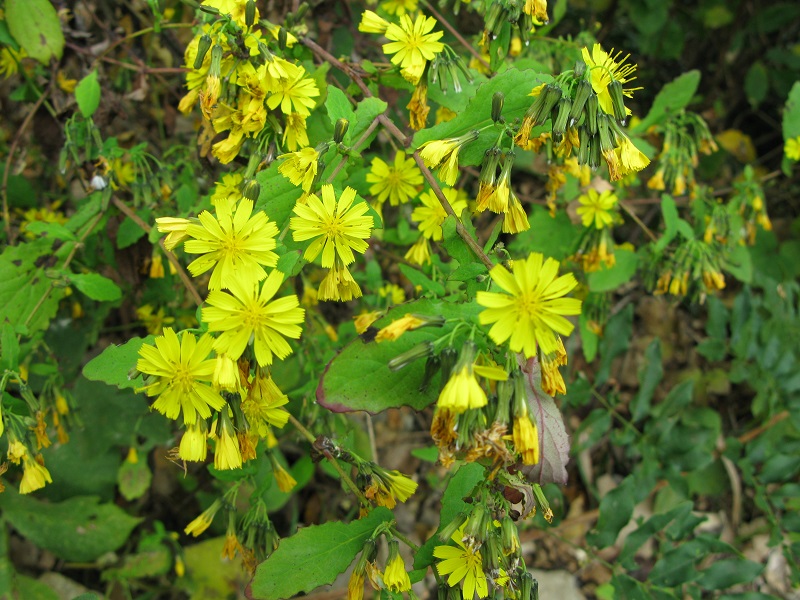 a0052762_6474248.jpg