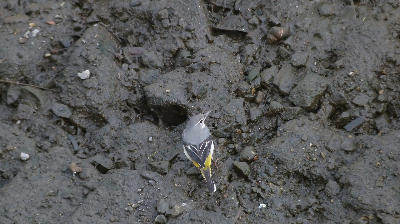 a0185081_22463727.jpg