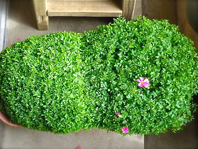 b0027736_1305360.jpg