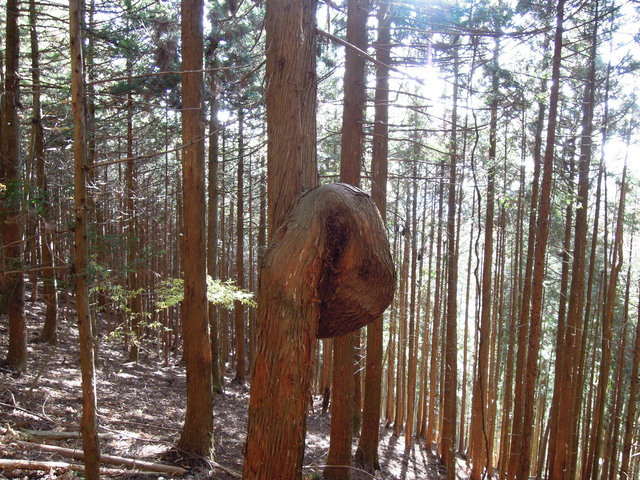 e0329049_169442.jpg